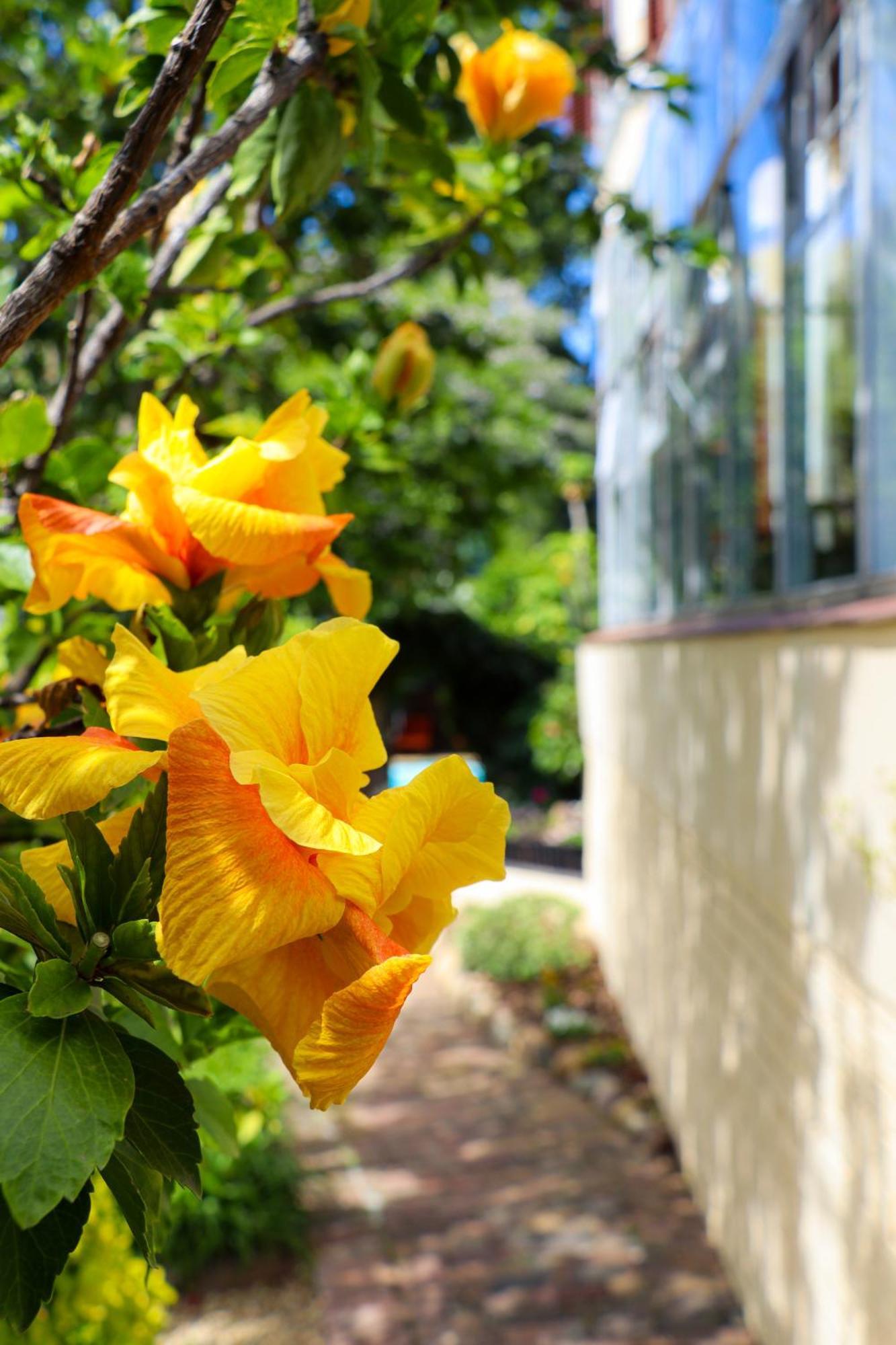 Carmichael House Boutique Hotel كيب تاون المظهر الخارجي الصورة